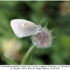 coenonympha pamphilus female2